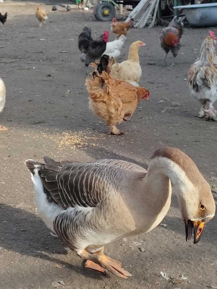 jaja lęgowe gęsi garbonosych