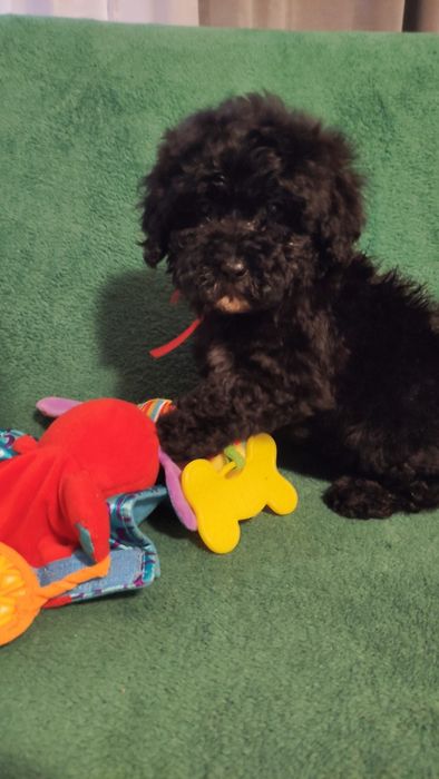 Maltipoo suczka Warszawa pudel maltańczyk