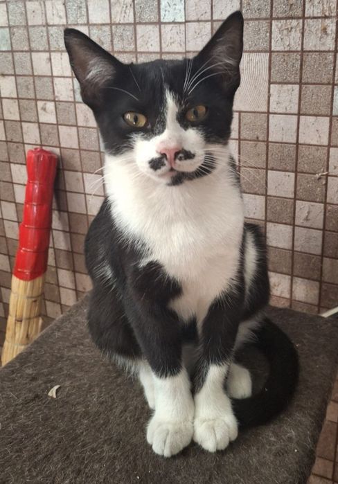 Віддам кицьку на ім'я Зірочка, в добрі руки та люблячу сім'ю