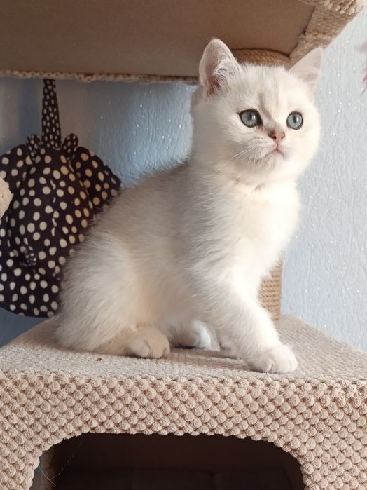 Грайливий і компанійський котик вільний