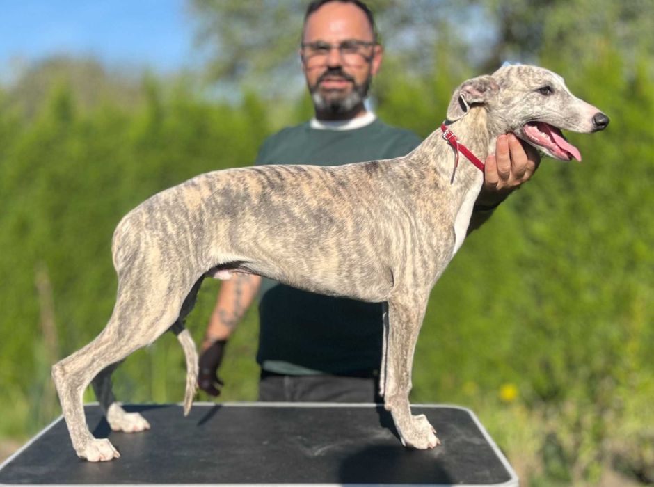 whippet szczenię 5 miesięcy