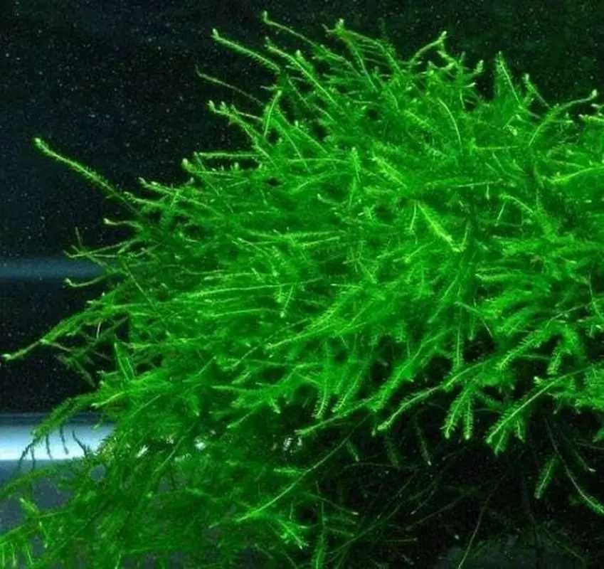 Musgo de java/ Java moss ( planta aquario )
