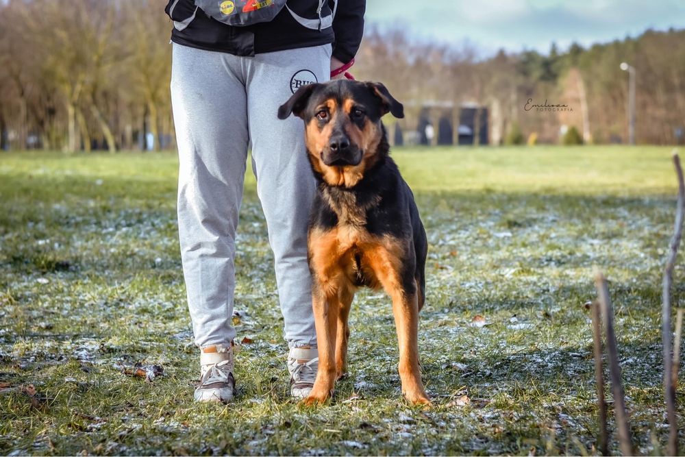 Szarma szuka odpowiedzialnej rodziny - suczka do adopcji