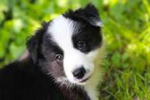 Suczka border collie ZKwP /FCI