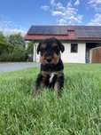Airedale Terrier suczka