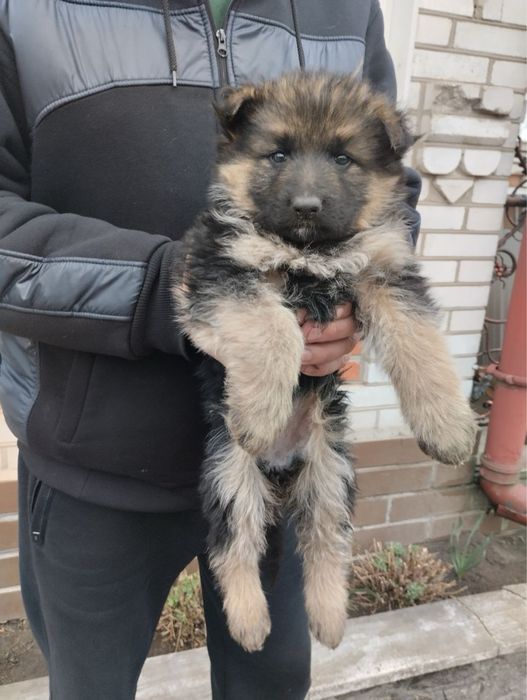 Продам щенят Німців