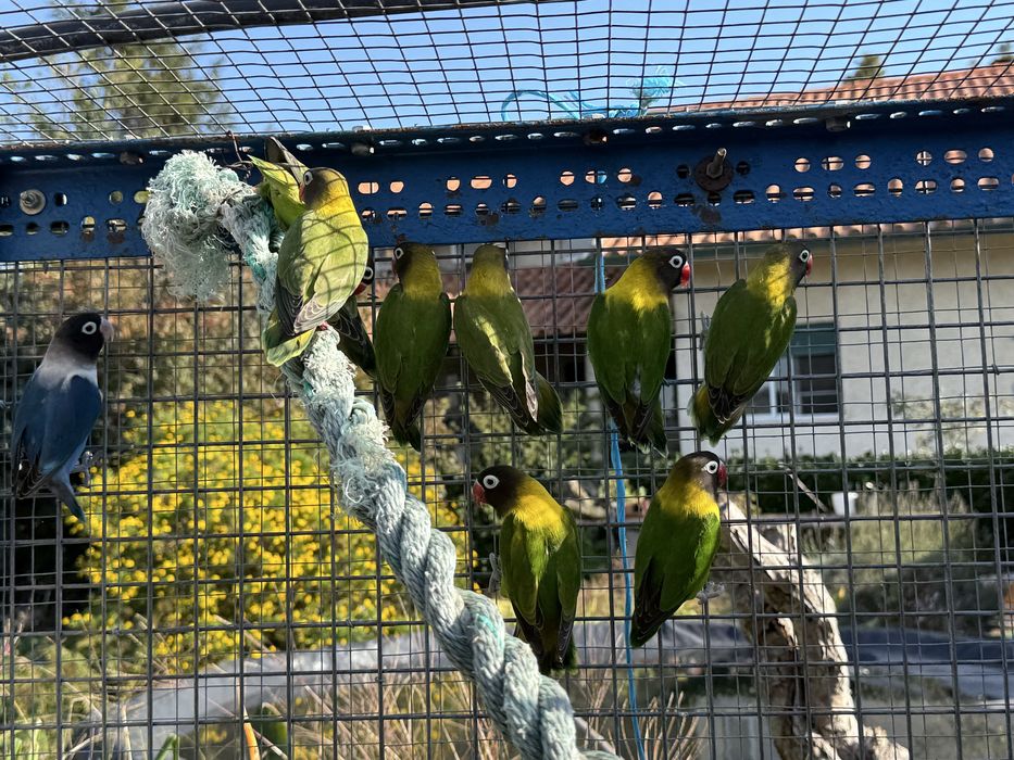 Agapornis Personatus Fêmeas