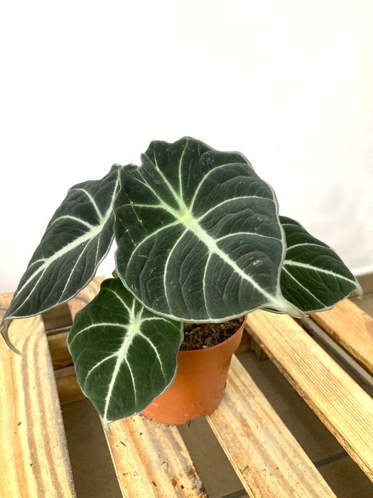 Alokazja - Alocasia Black Velvet 20cm doniczka 12cm