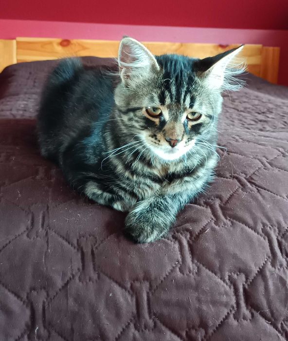 Wars kocurek syberyjski FPL