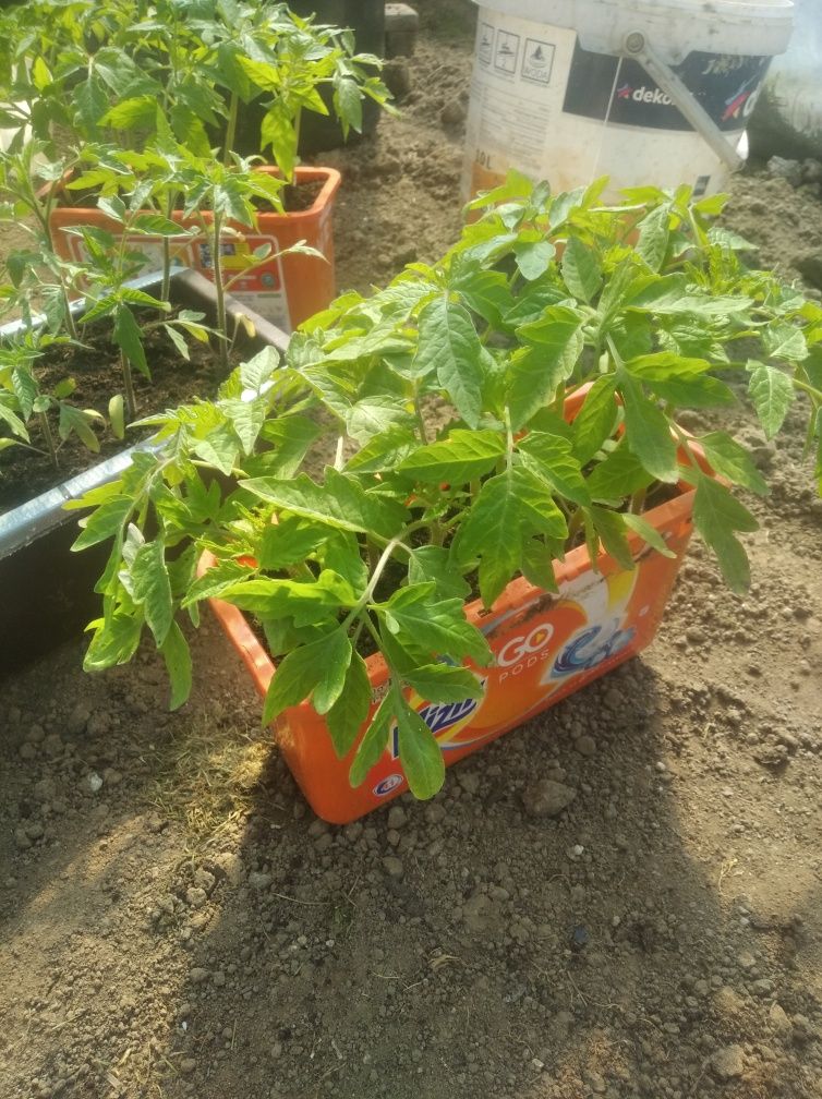 Sadzonki pomidora nadwyżka