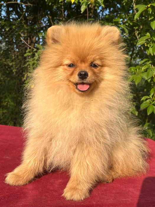 Мальчик померанского шпица