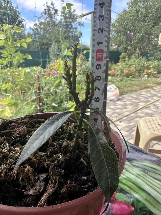 Манго рослина, деревце манго