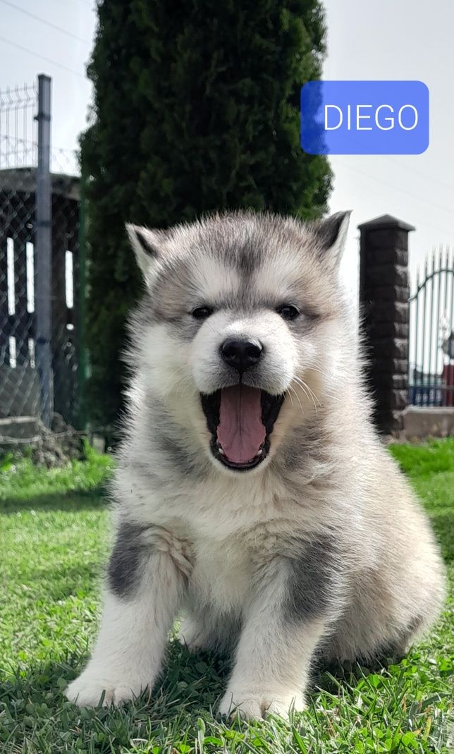 Alaskan Malamute Szczeniaki DIEGO