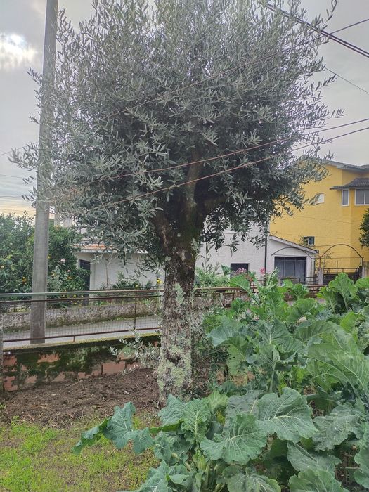 Oliveiras de boa qualidade