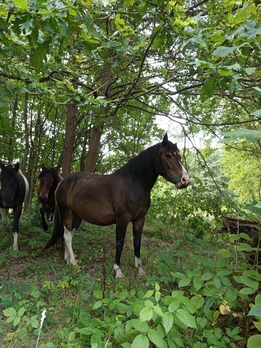 Klacz huculska kuc programowa