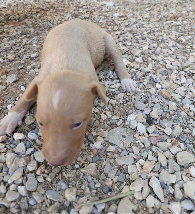 Cães para adotar