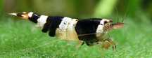 Krewetki cardina crystal black