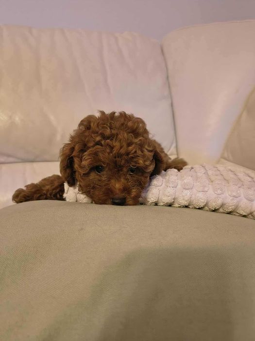 Śliczny pudelek toy red- rodzice: badania genetyczne