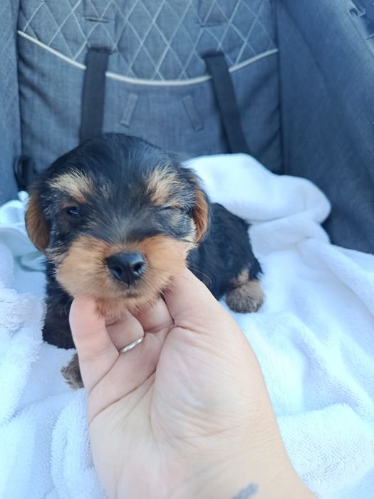 Cachorrinho Yorkshire super fofo