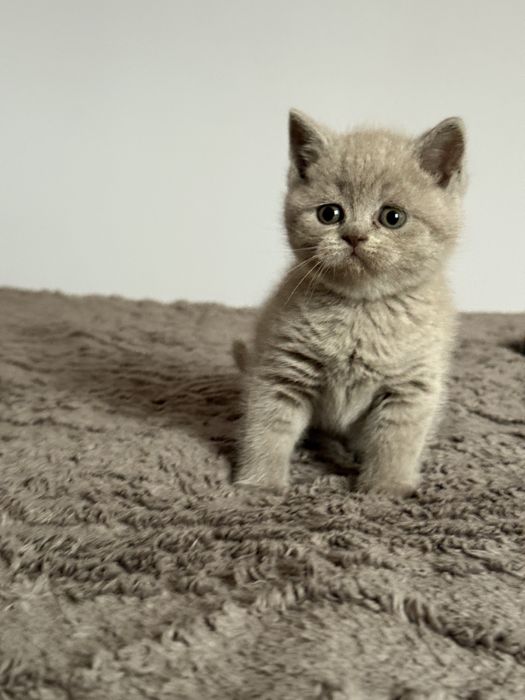 Шотландські висловухі та прямовухі кошенята