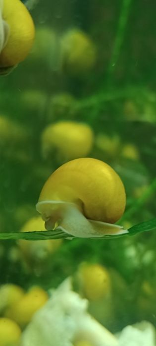 Ампулярії жовті. Равлик акваріумний