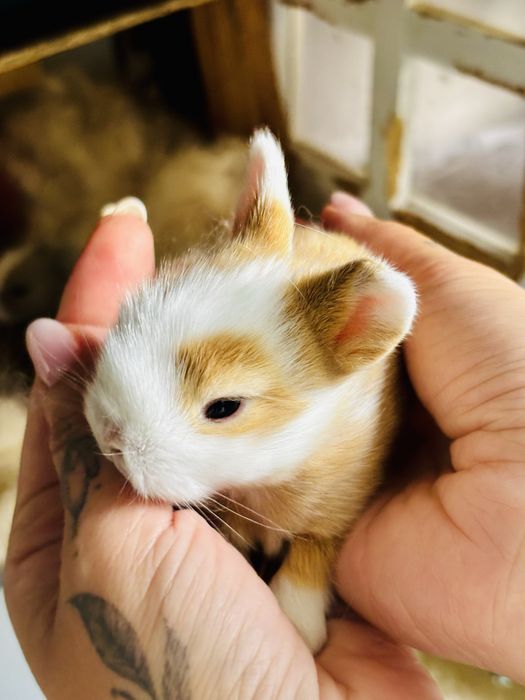 Coelhos anoes miniatura