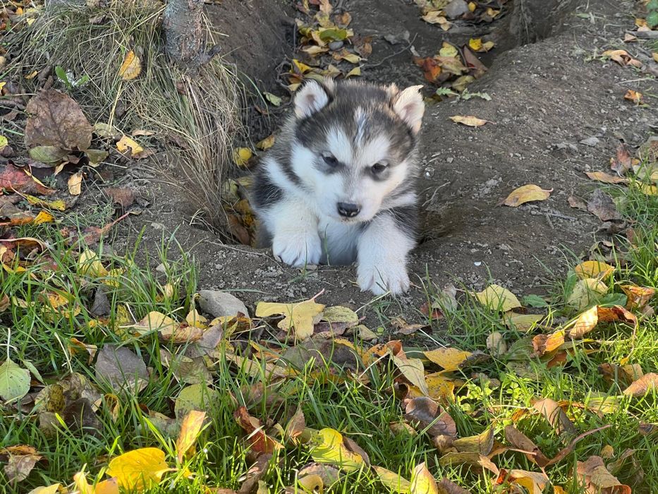 Szczeniaki rasy Alaskan Malamute