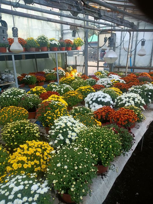 Chryzantemy drobnokwiatowe.