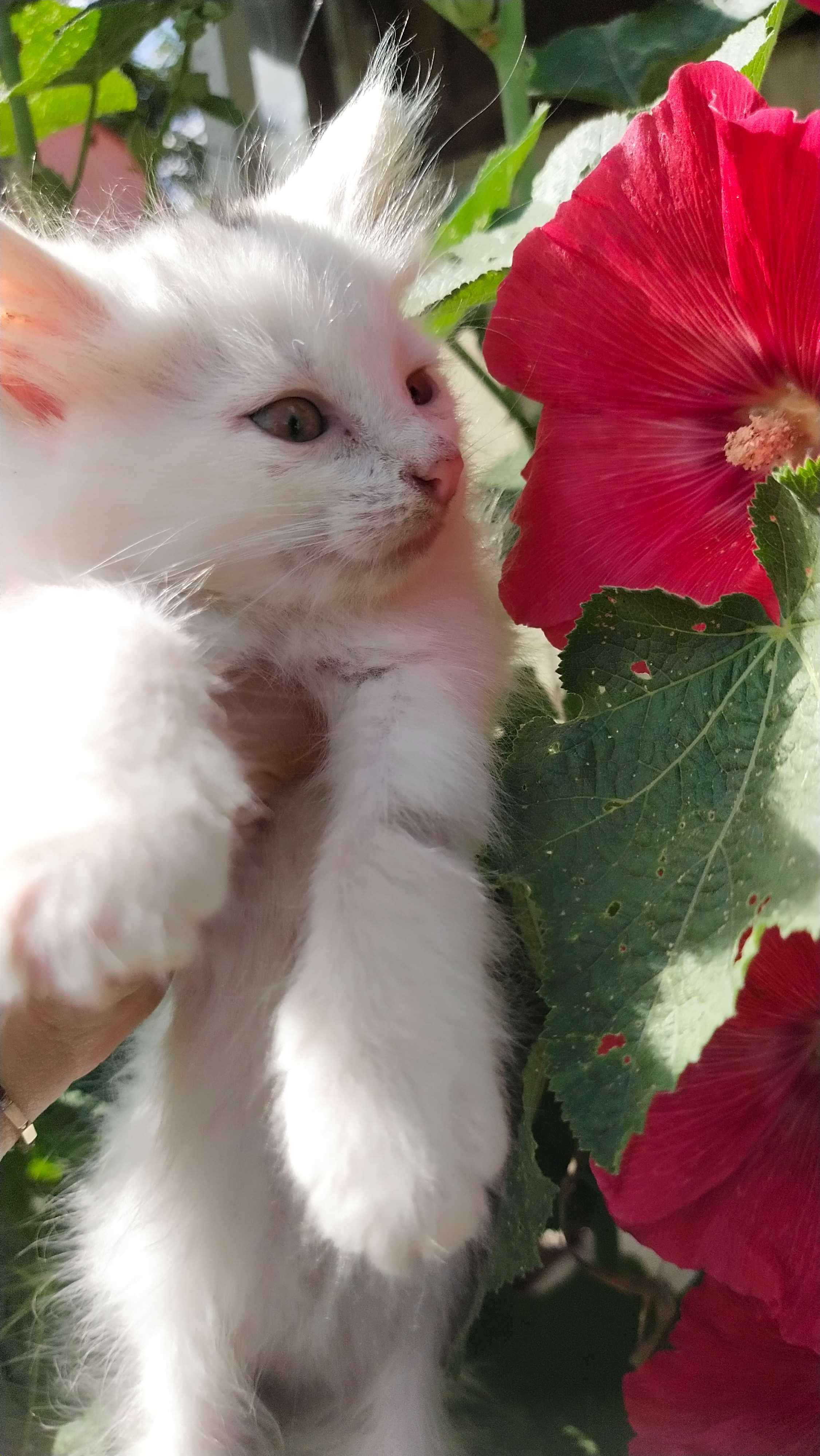 Котик в добрі руки
