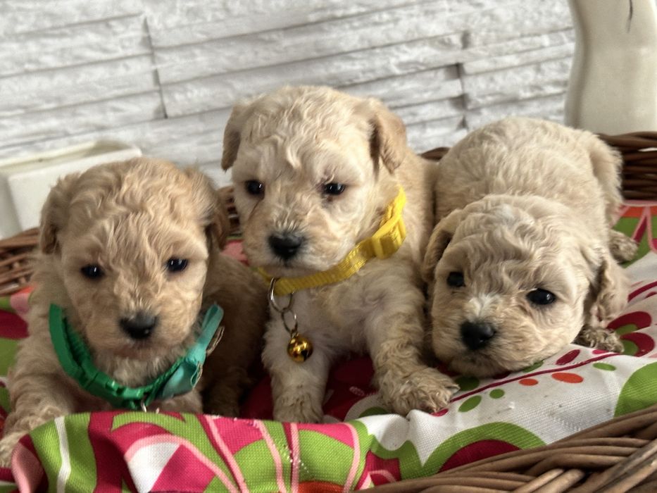 Bichpoo /Maltipoo /Poochon/Pudel sliczna suczka