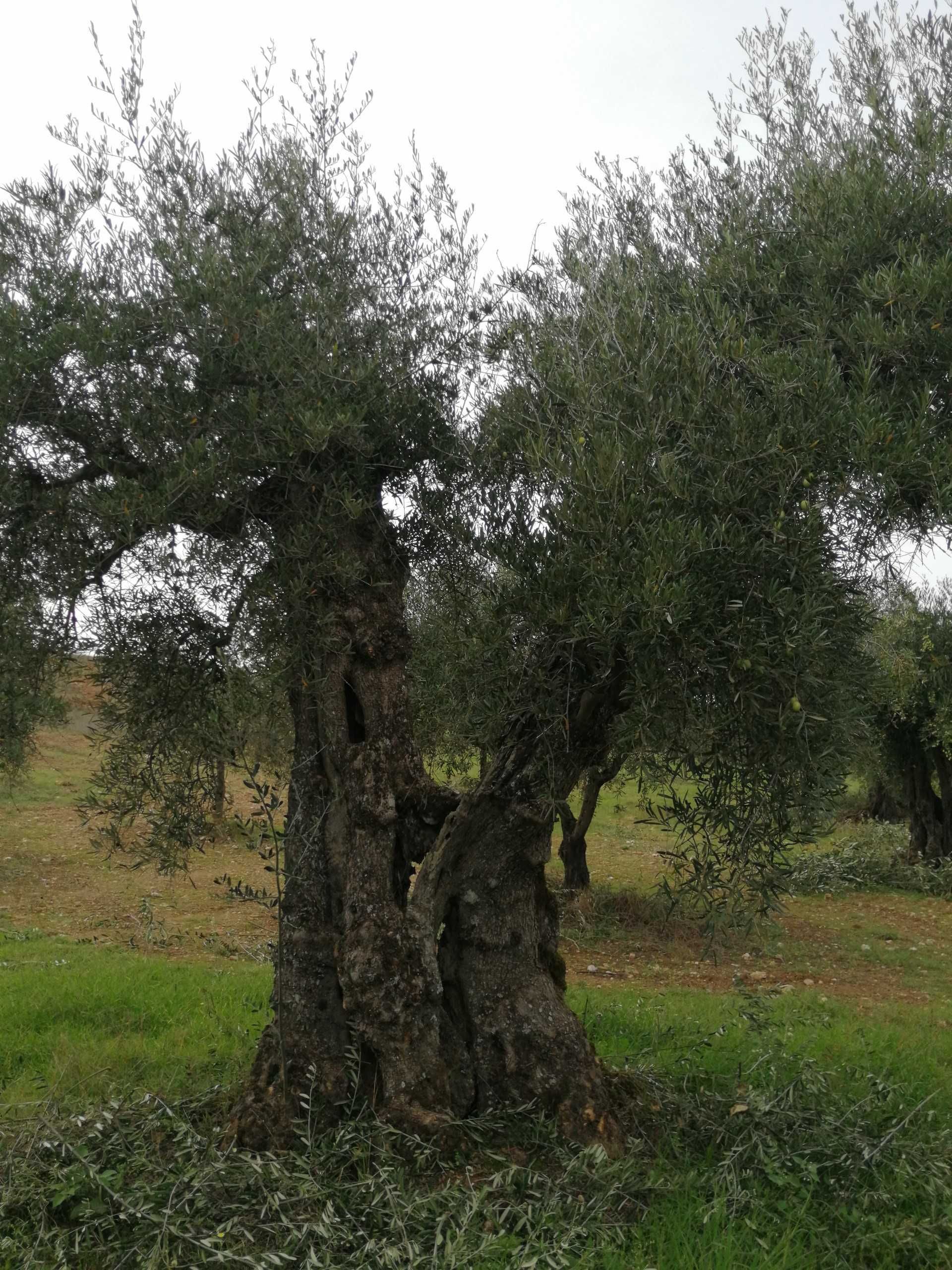 Oliveiras para o seu Jardim