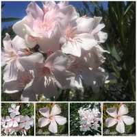 Oleander ALSI o kremowych kwiatach