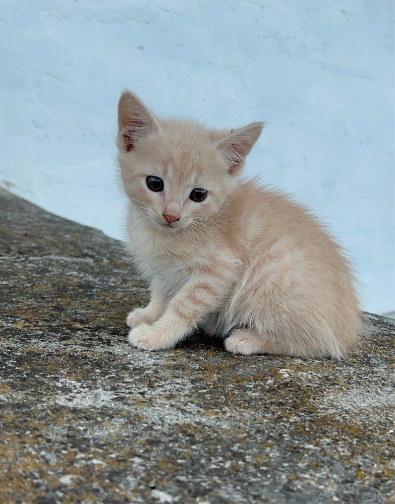 Кіт котик котеня