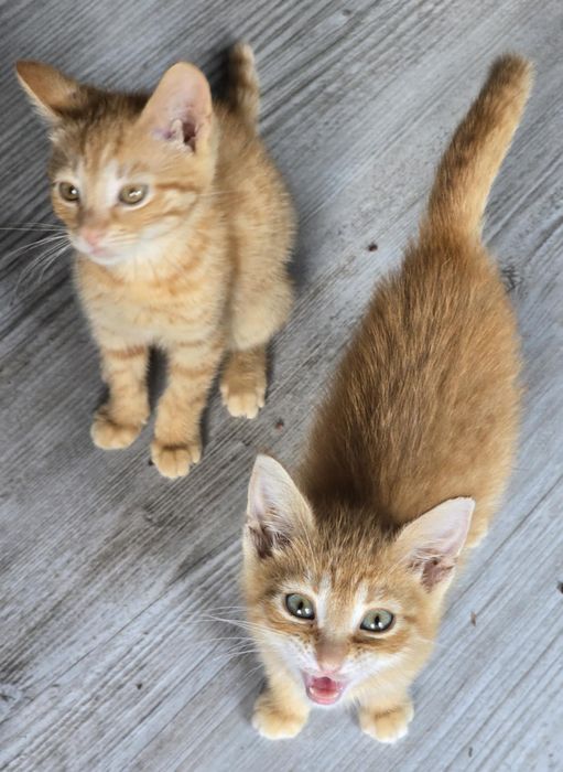 Piękne małe kocurki kociaczki do adopcji od zaraz
