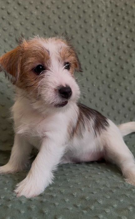 Jack Russell Terrier Hope śliczna suczka FCI ZKwP