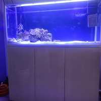 akwarium Aqnel 280l z szafką + rybki frontosa blue zaire moba