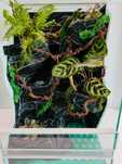 Terrarium z pełnym wyposażeniem dla gekona orzęsinego AquaWaves TW57WB