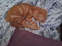 Рудий котик віддам