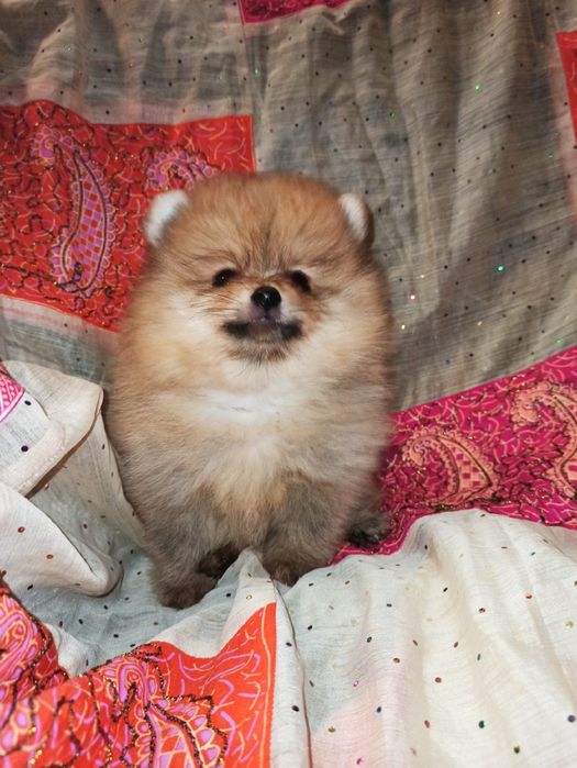 Щенки померанского шпица