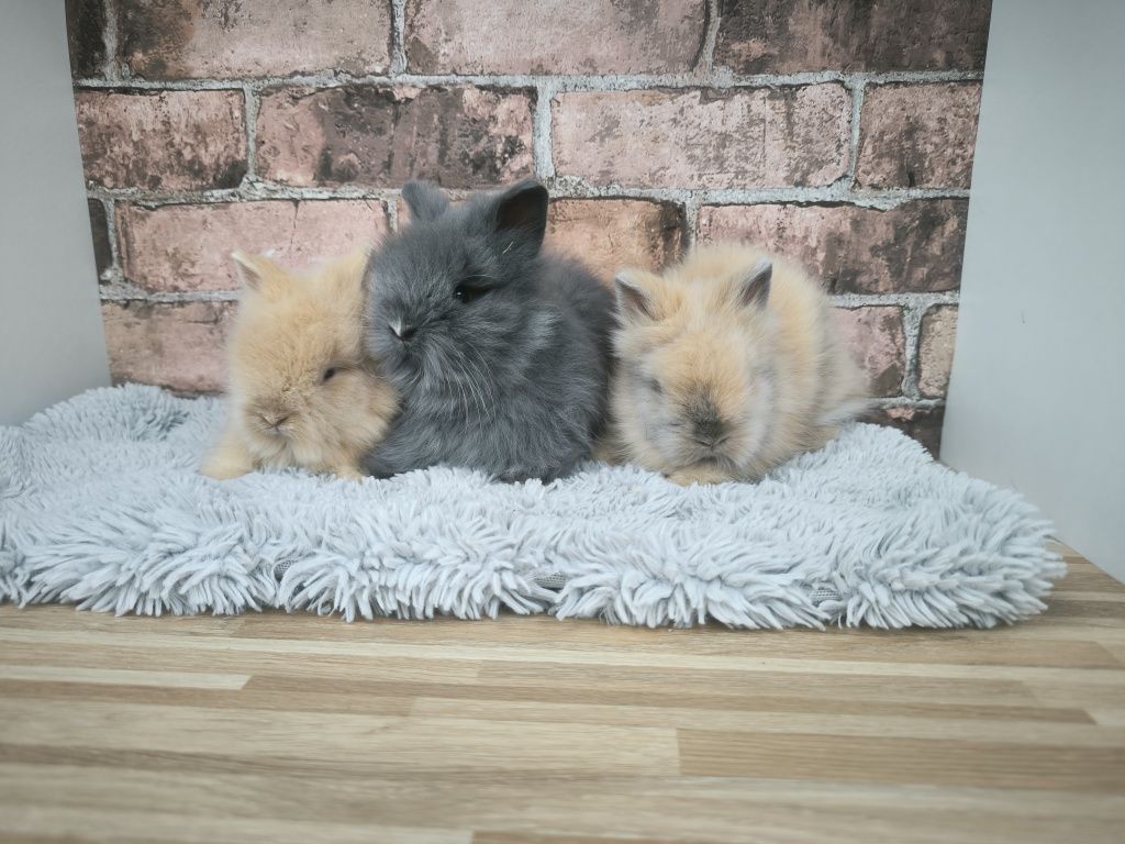 Króliczki karzełki Teddy mini króliczki metryka
