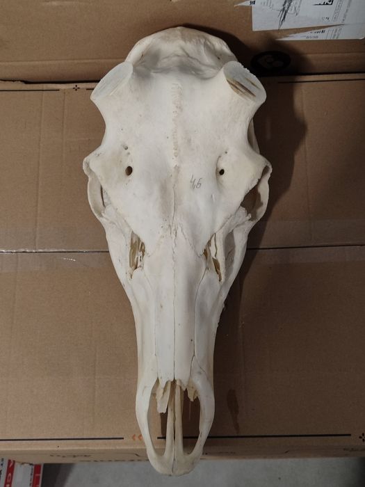 Poroże,Czaszka Jelenia pod zrzuty