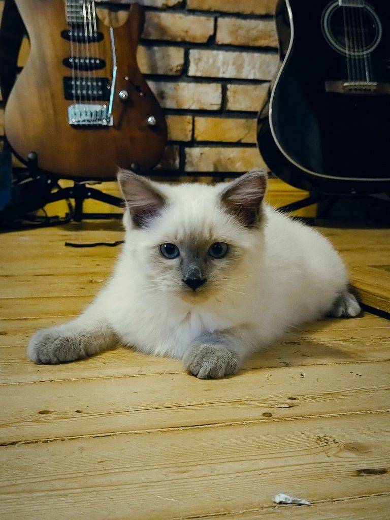 Ragdoll kocurek Coconut