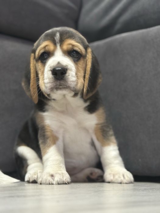 Szczeniak beagle