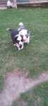 Border collie szczeniak blu Marley piesek