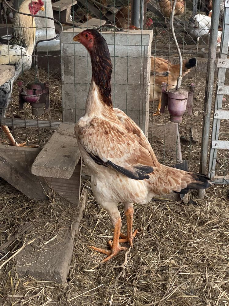 Indio Gigante (ovos/pintos)