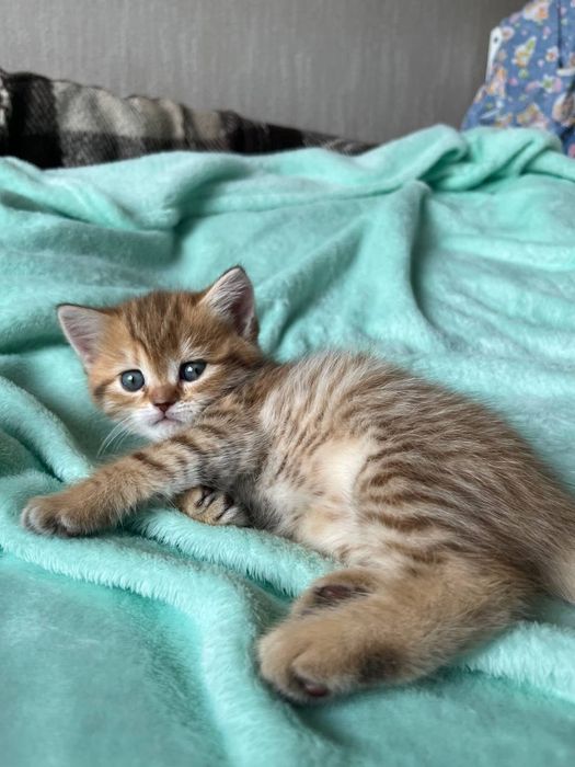 Шотландські кошенята