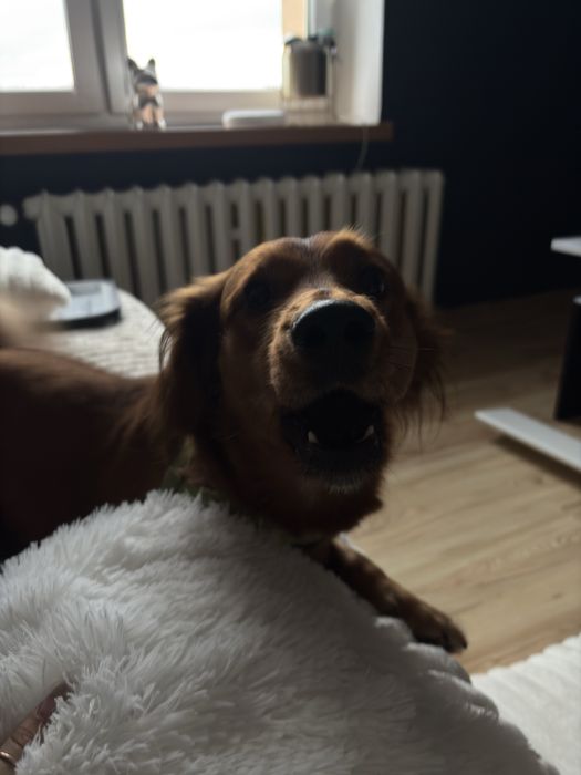 Oddam psa w dobre rece