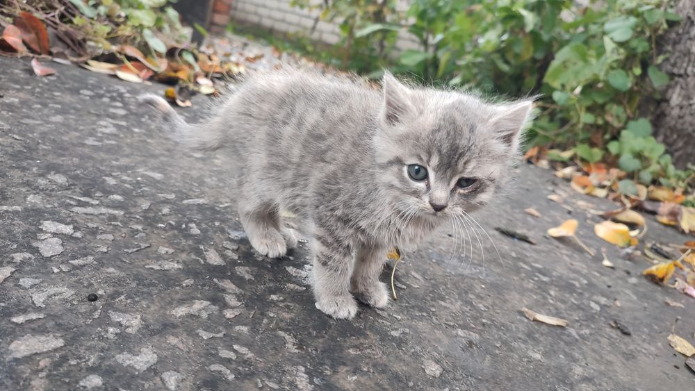 Котята в хорошие руки