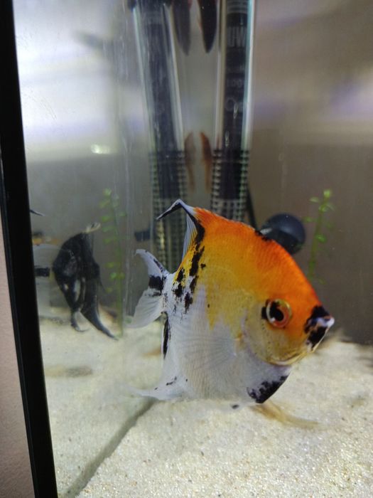 Escalars casal ADULTOS