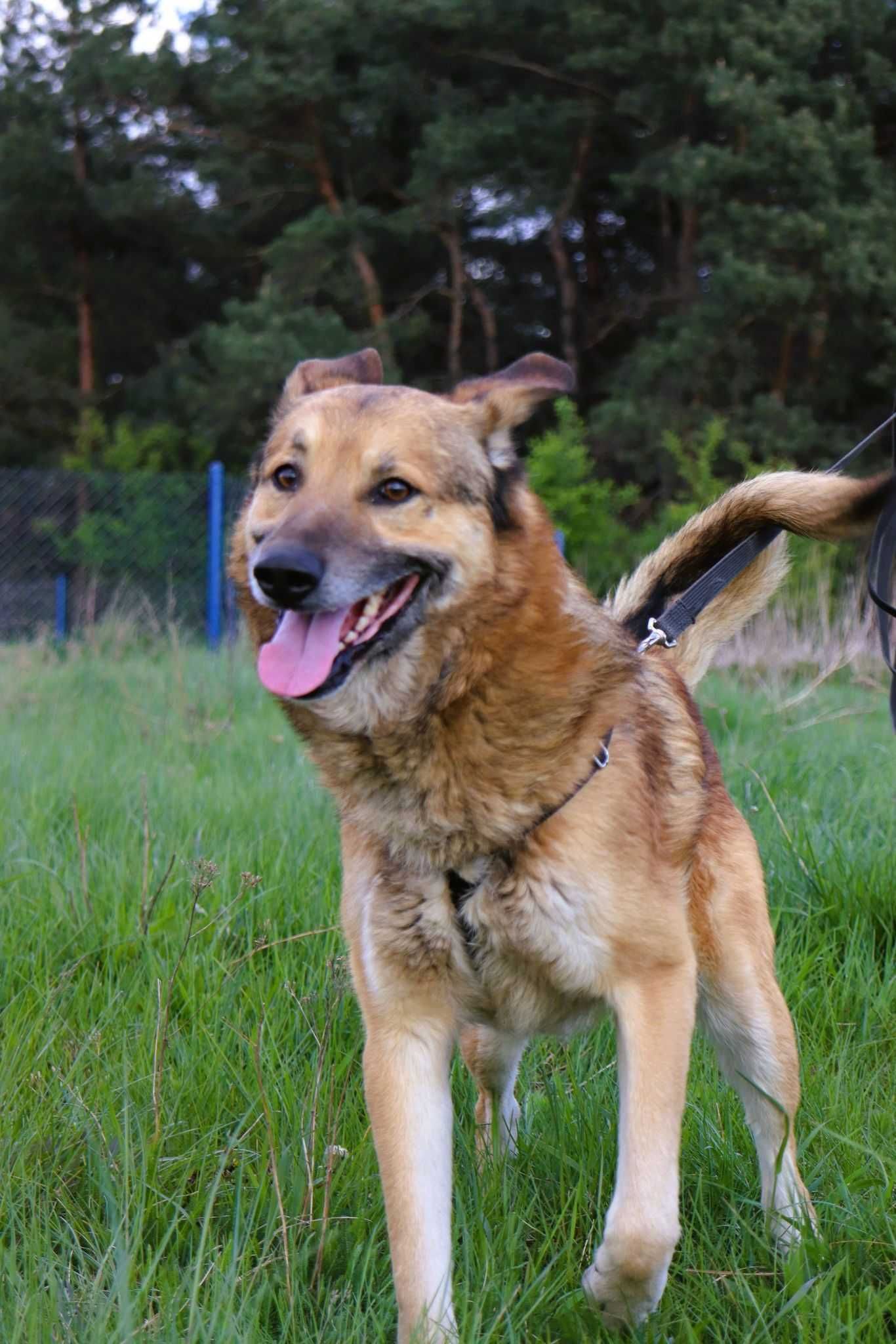 Figo szuka domu adopcja 2 lata przyjazny